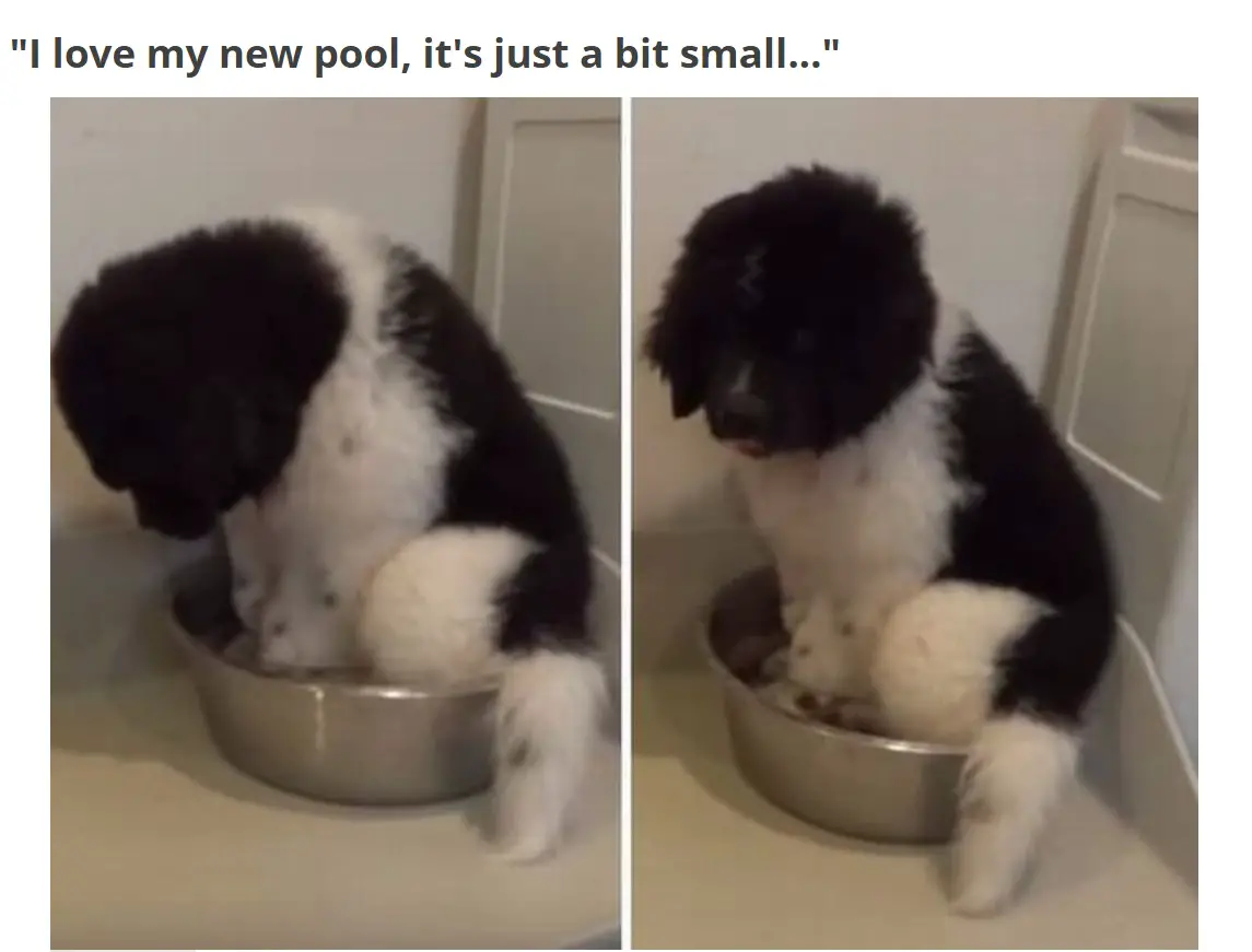 A black and white puppy sitting inside its food bowl photo with caption - I love my new pool, it's just a bit small