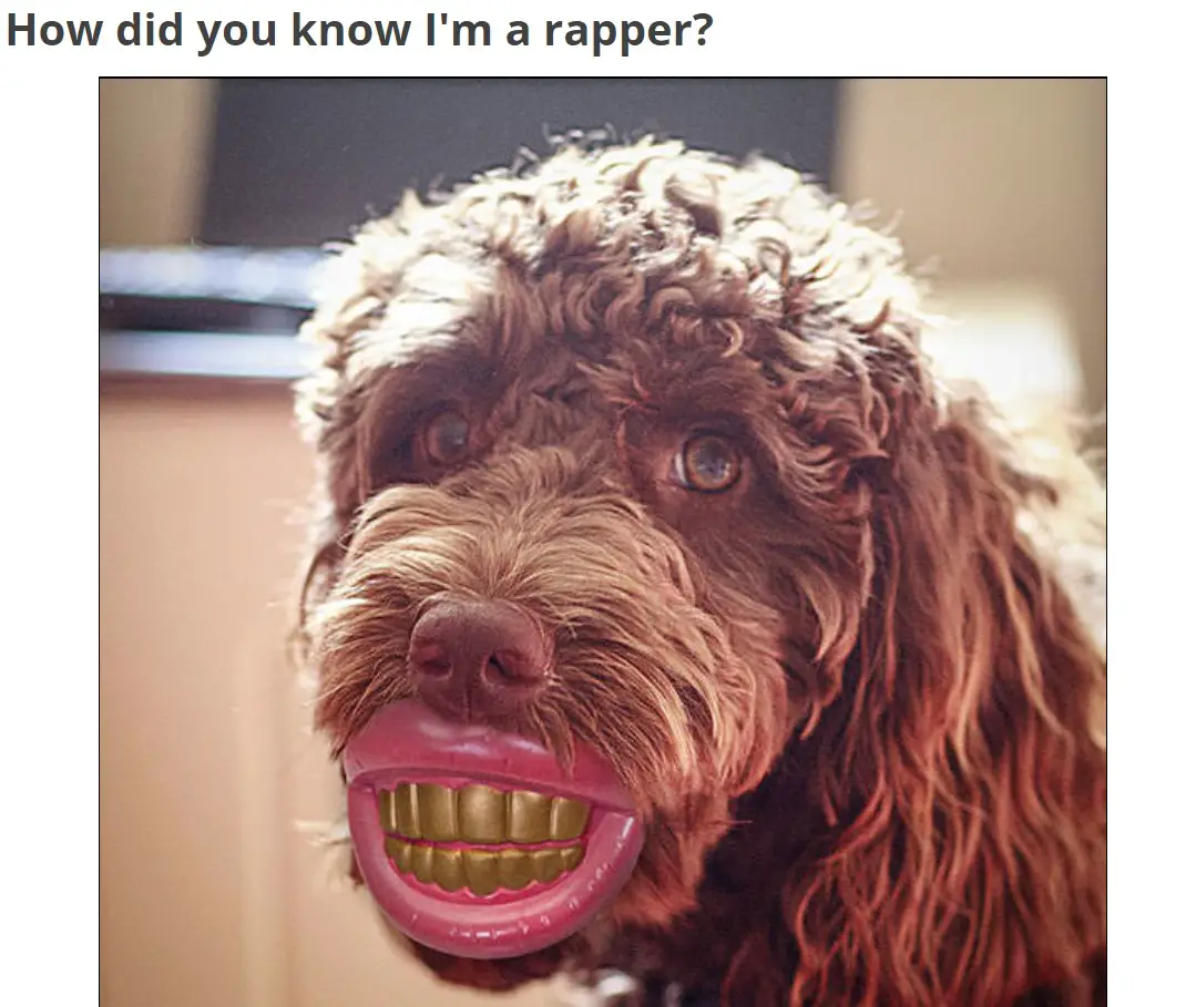 A brown curly dog with a funny smiling mouth ball with gold teeth photo with caption - How did you know I'm a rapper?