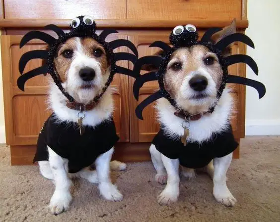two Jack Russell Terriers in spider costume