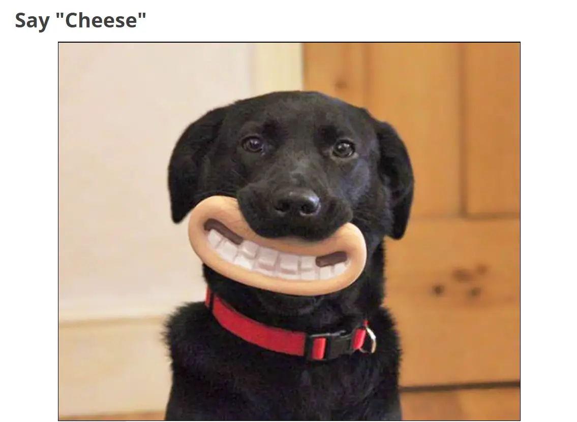 A black labrador with a funny smiling mouth toy in its mouth