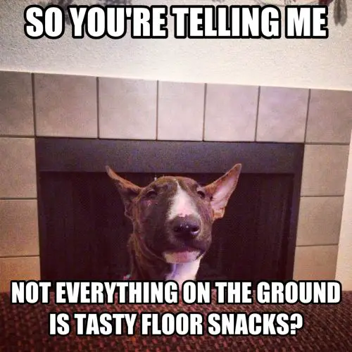 Bull Terrier behind the couch with a text 