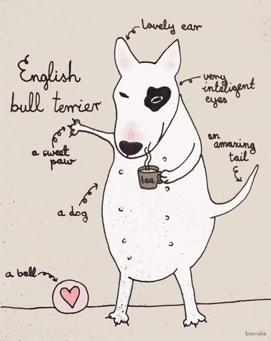 drawing of a Bull Terrier with a cup of coffee in its hand and its ears are labelled with 