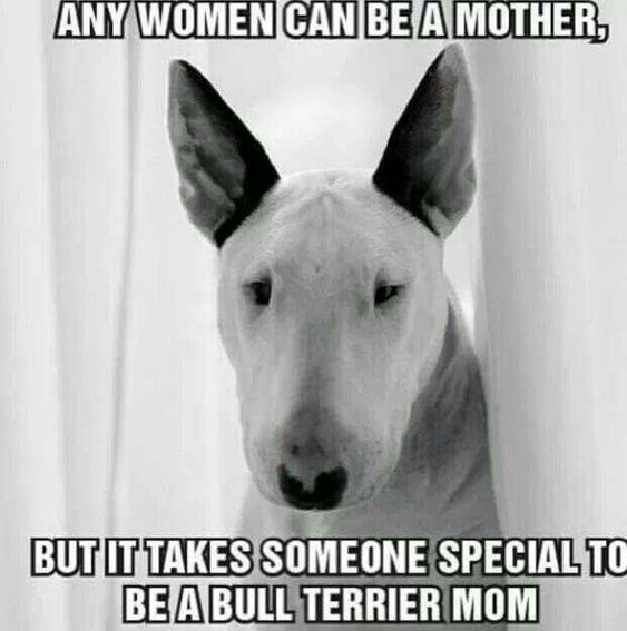 black and white photo of Bull Terrier with a text 