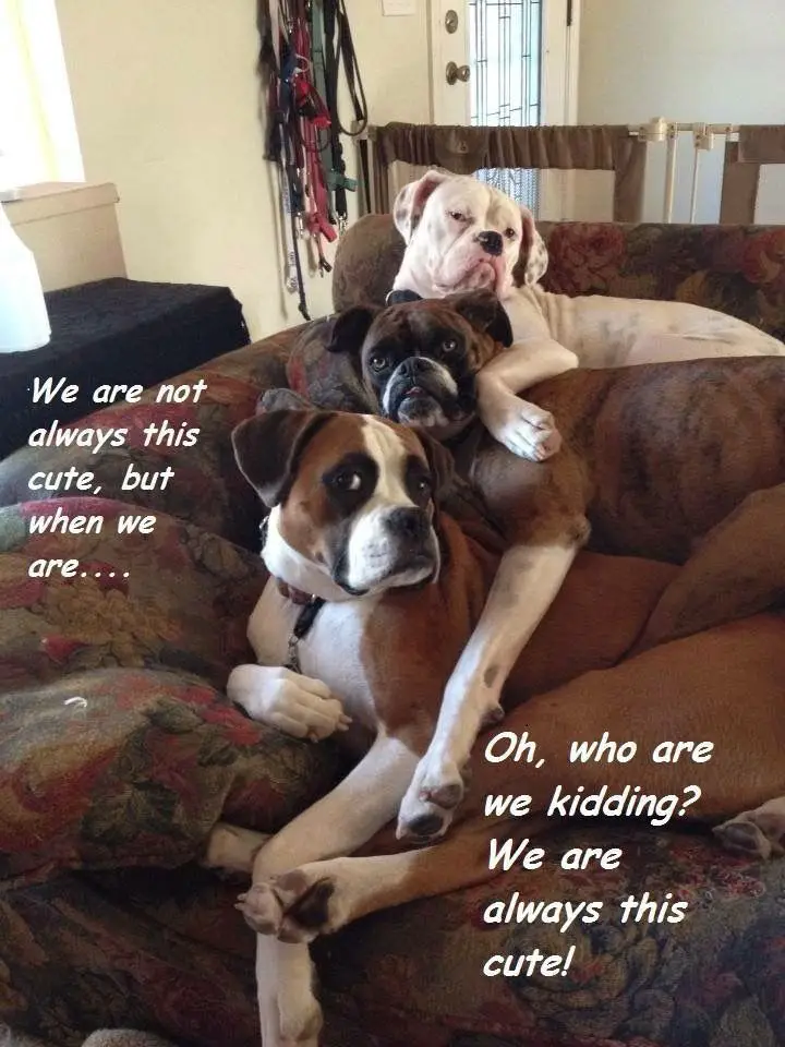 three Boxer Dogs on the couch photo with a text 
