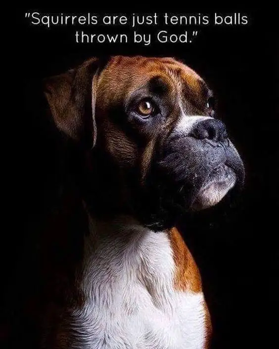 Boxer Dog in isolated black background with a text 