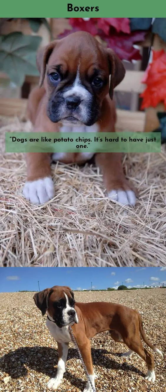 Boxer puppy on the hey mulch and a Boxer Dog on the pebbles photo with a text 