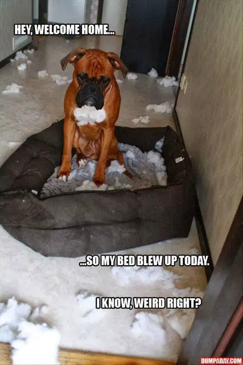 Boxer Dog sitting on its torn bed with fillers scattered on the floor photo with a text 