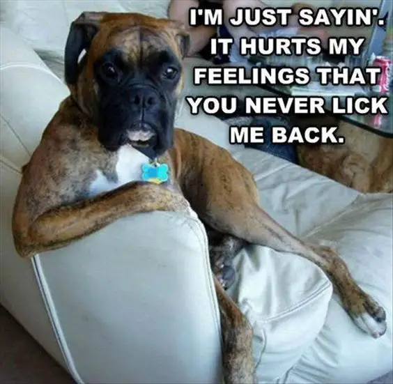 Boxer Dog sitting on the couch photo with a text 