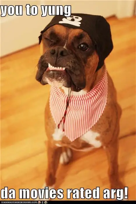 Boxer Dog sitting on the floor in pirate outfit with a text 