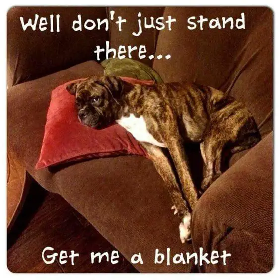 Boxer Dog lying on the couch photo with a text 