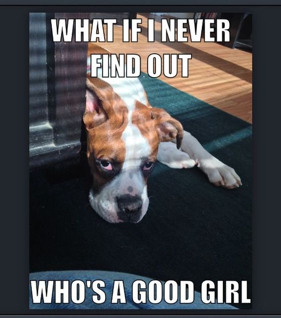 Boxer Dog lying on the floor behind the door photo with a text 