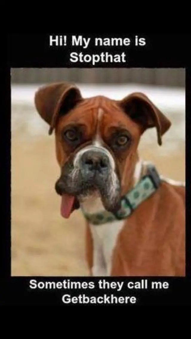photo of Boxer Dog sticking its tongue out with a text 