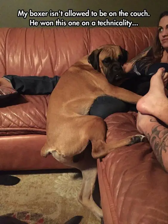 Boxer Dog hugging the legs of its girl owner on the couch photo with a text 