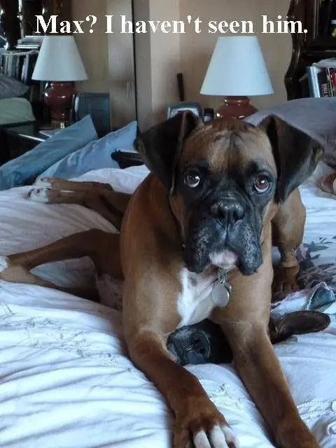 Boxer Dog lying on the bed on top of another dog photo with a text 