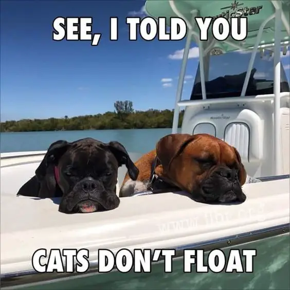 Boxer Dog on the boat sleeping photo with a text 