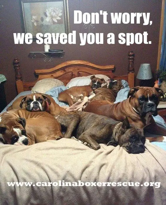 six Boxer Dogs on the bed with a text 