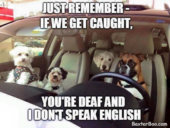 Boxer Dog in the driver's seat with other dogs in the passenger seat and in the backseat photo with a text 