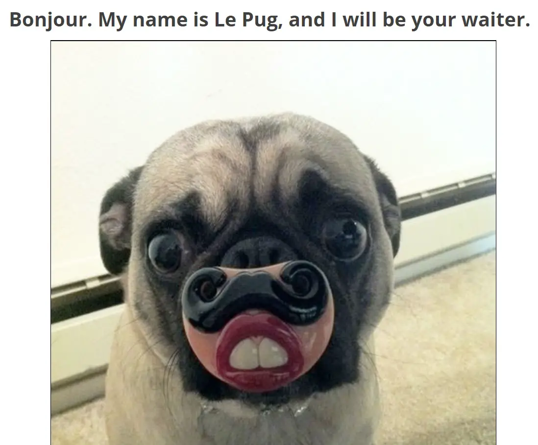 A pug with a funny mouth showing two teeth a mustache photo with caption - Bonjour. My name is Le Pug, and I will be your waiter.