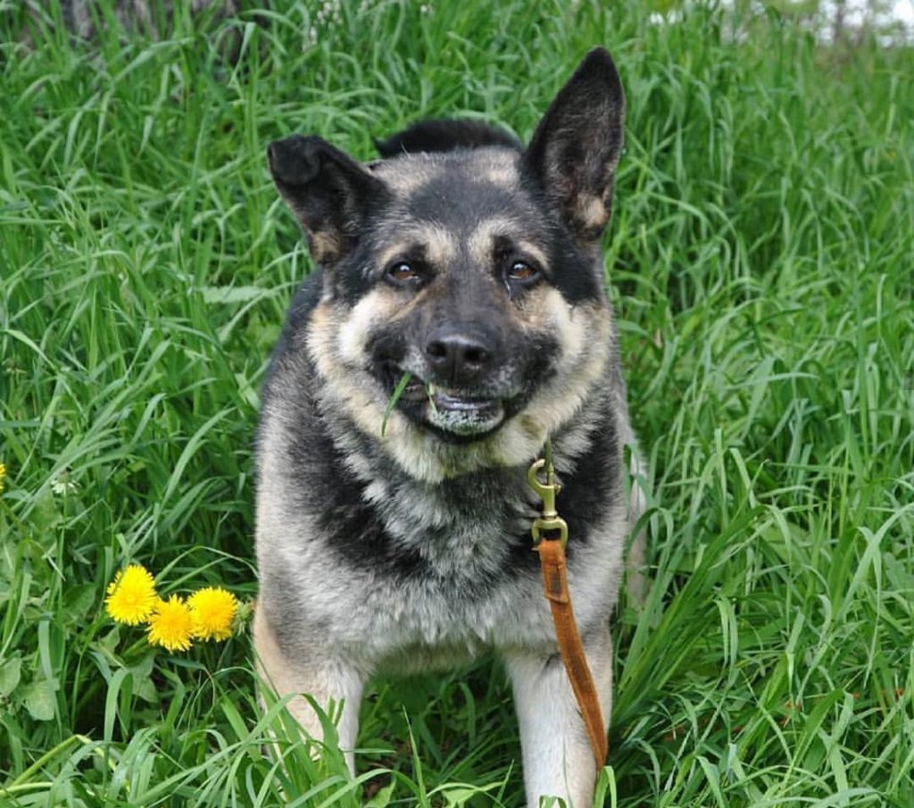 German Shepherd dog standing on the green grass while smirking