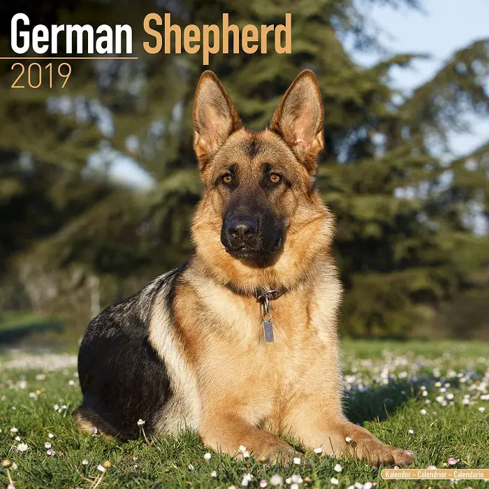 A German Shepherd Wall Calendar 2019