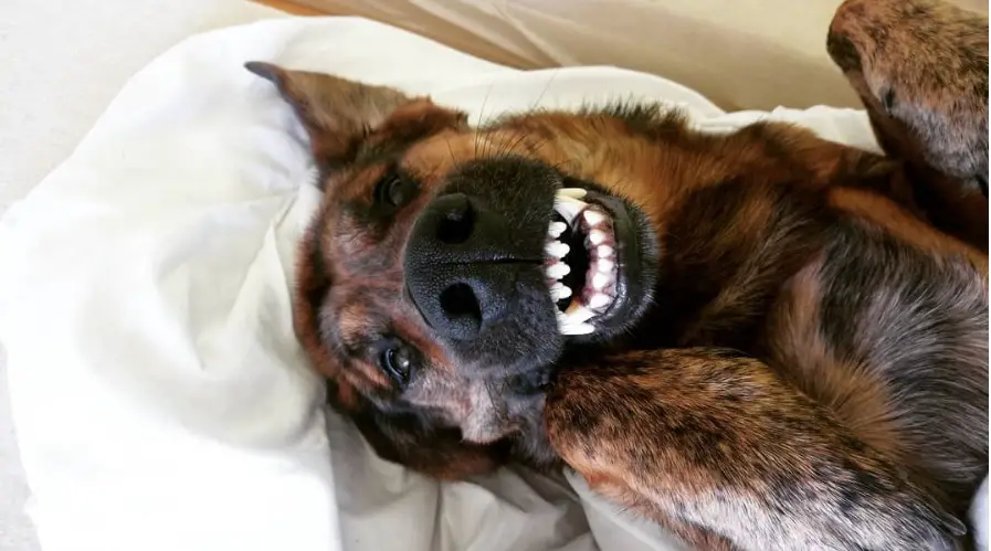 A Golden Shepherd lying on the bed while smiling