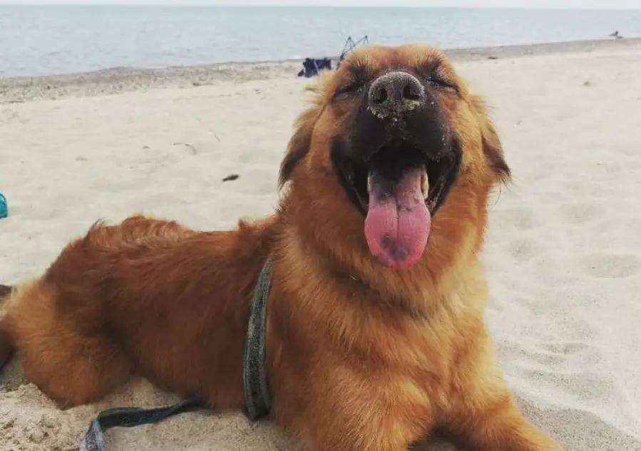 A Golden Shepherd lying in the sand at the beach while smiling