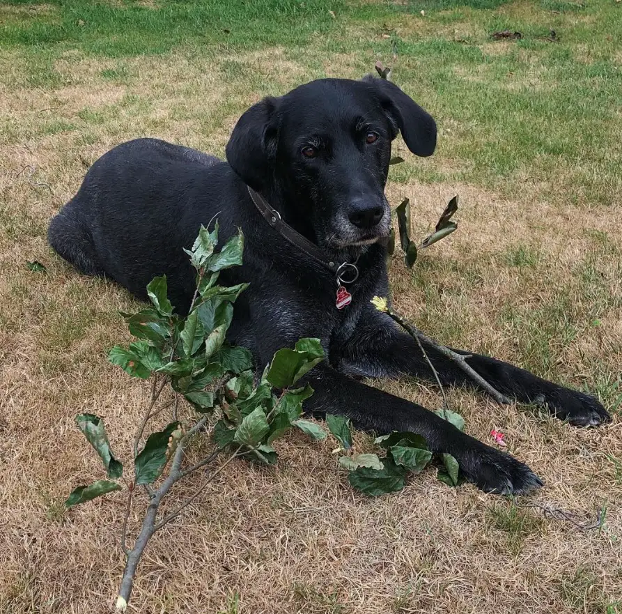 A black Golden Shepherd lying on the grass with a branch of leaves