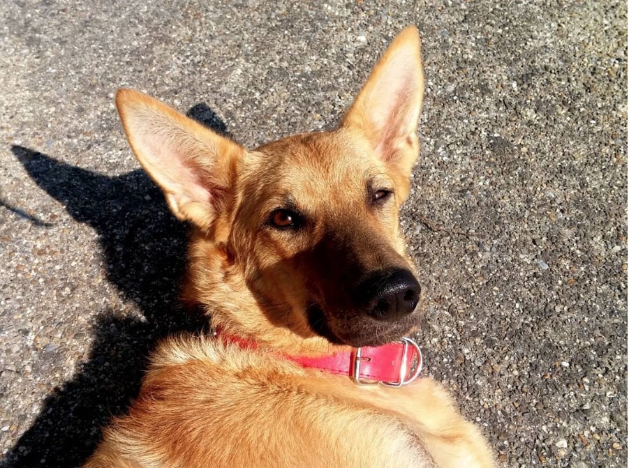 A Golden Shepherd lying on the pavement under the sunlight