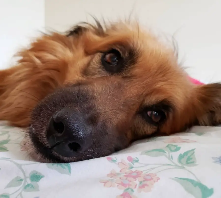 A Golden Shepherd lying on the bed
