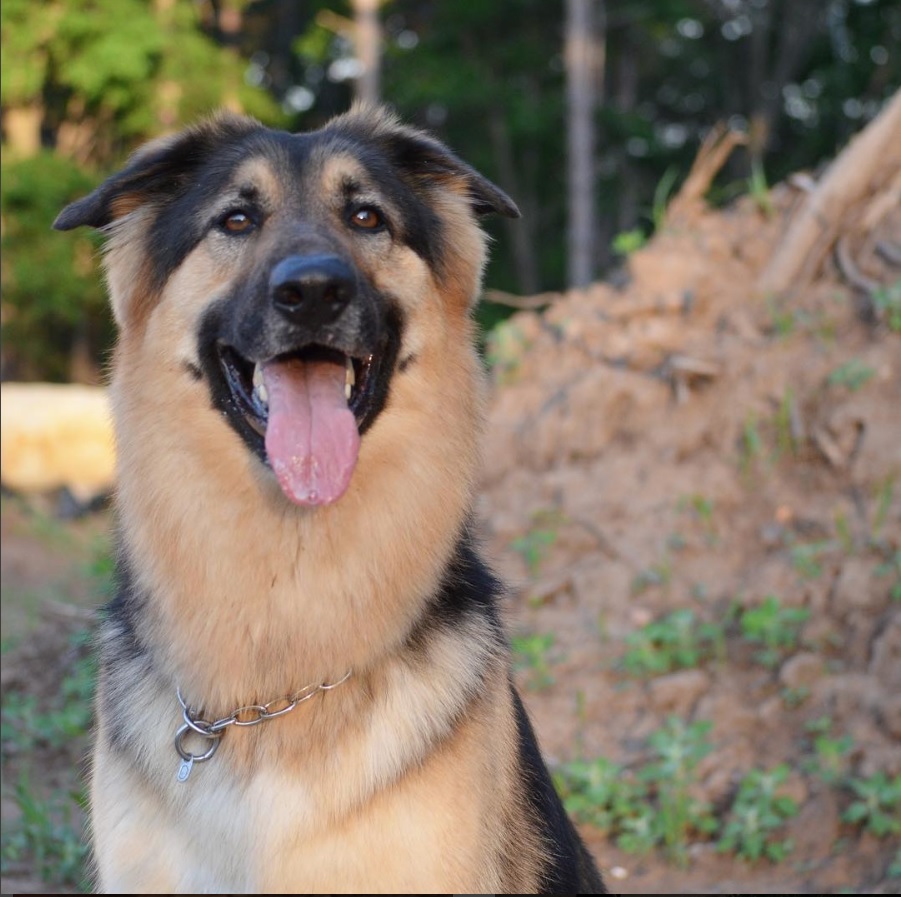 A Golden Shepherd sitting on the ground while smiling with its tongue out