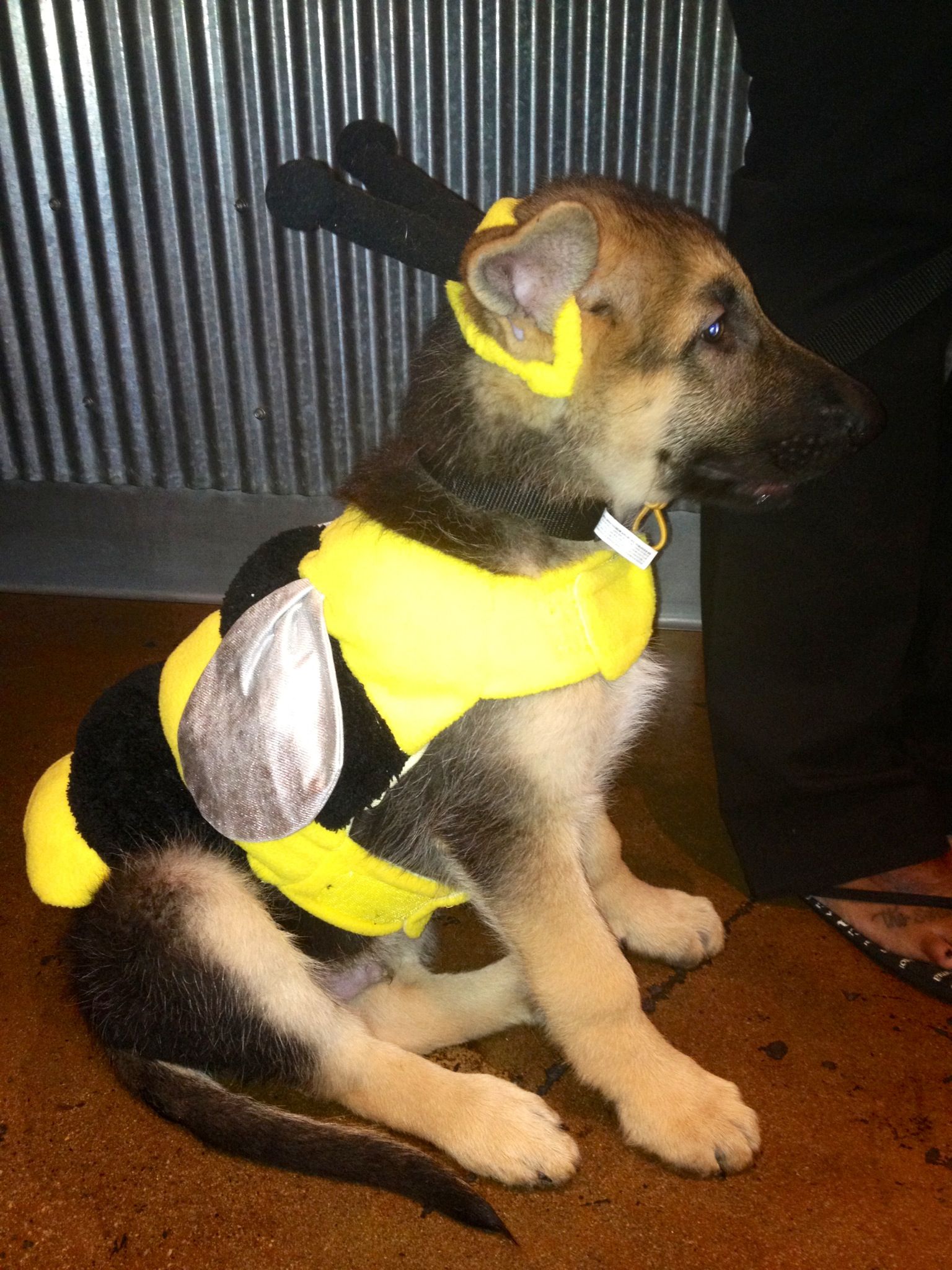 German Shepherd puppy in bee costume sitting on the floor