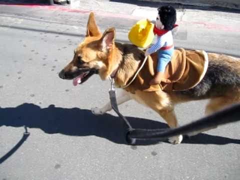 German Shepherd wearing a cowboy rider while walking in the street