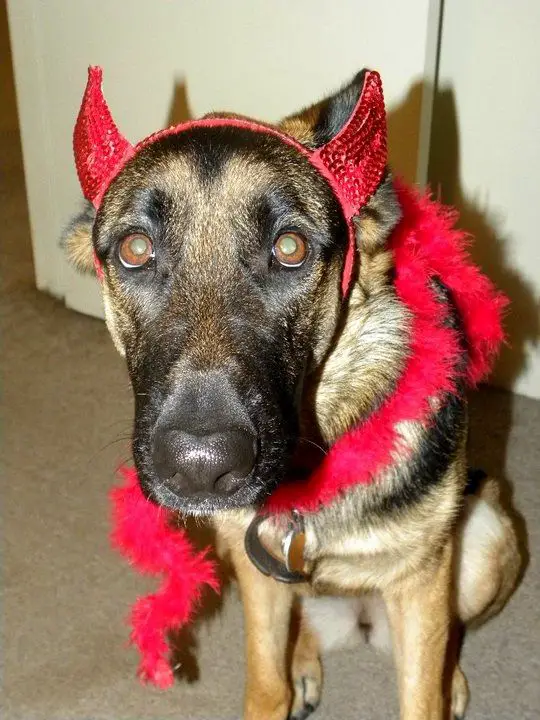German Shepherd in devil costume