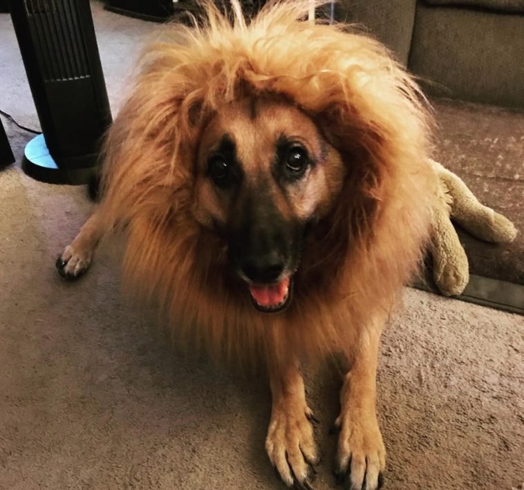 23 Best Halloween Costumes for German Shepherds
