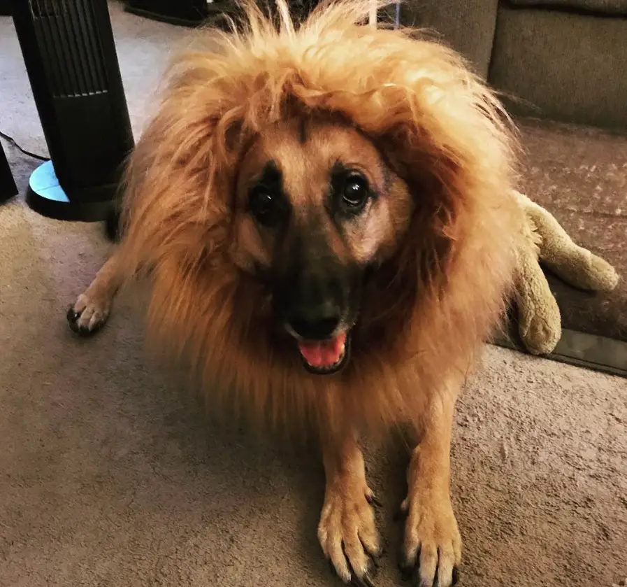 German Shepherd in lion costume