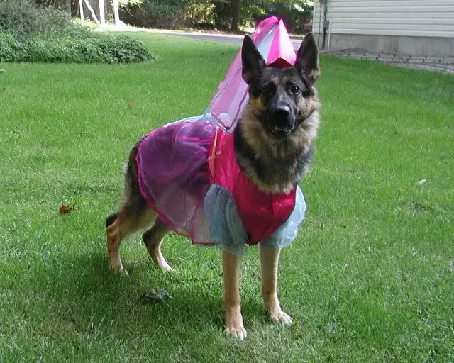 German Shepherd in princess costume