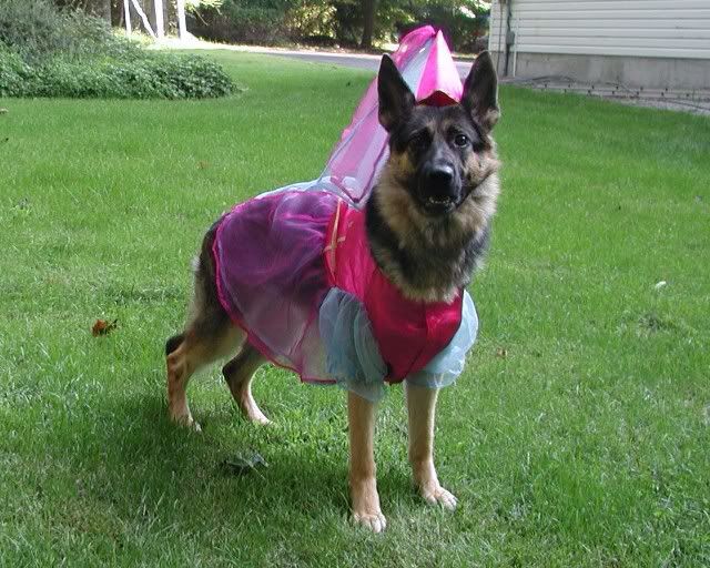 German Shepherd in princess costume