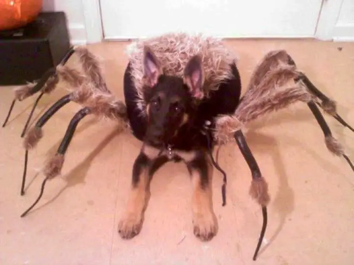 German Shepherd in Spider costume