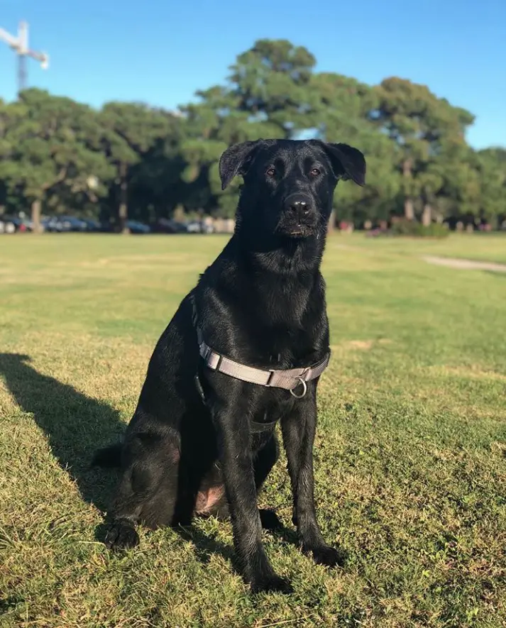 A black German Sheprador dog sitting on the grass under the sun at the park