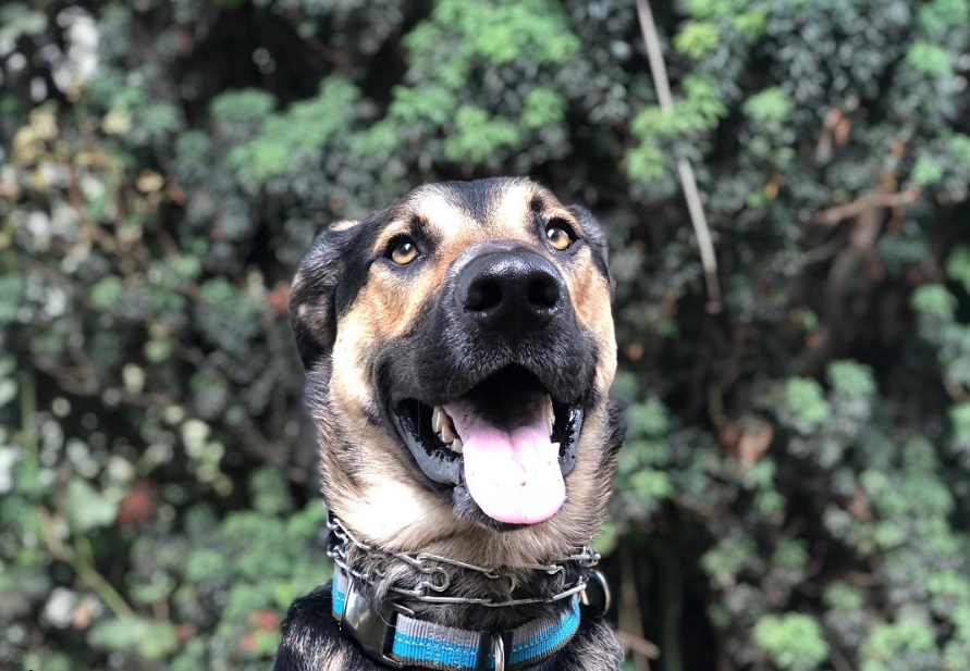 A German Sheprador wit hits tongue out and with the green leaves in the background