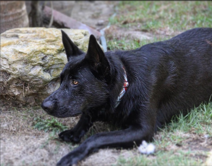 A black German Shepherd lab lying on the ground