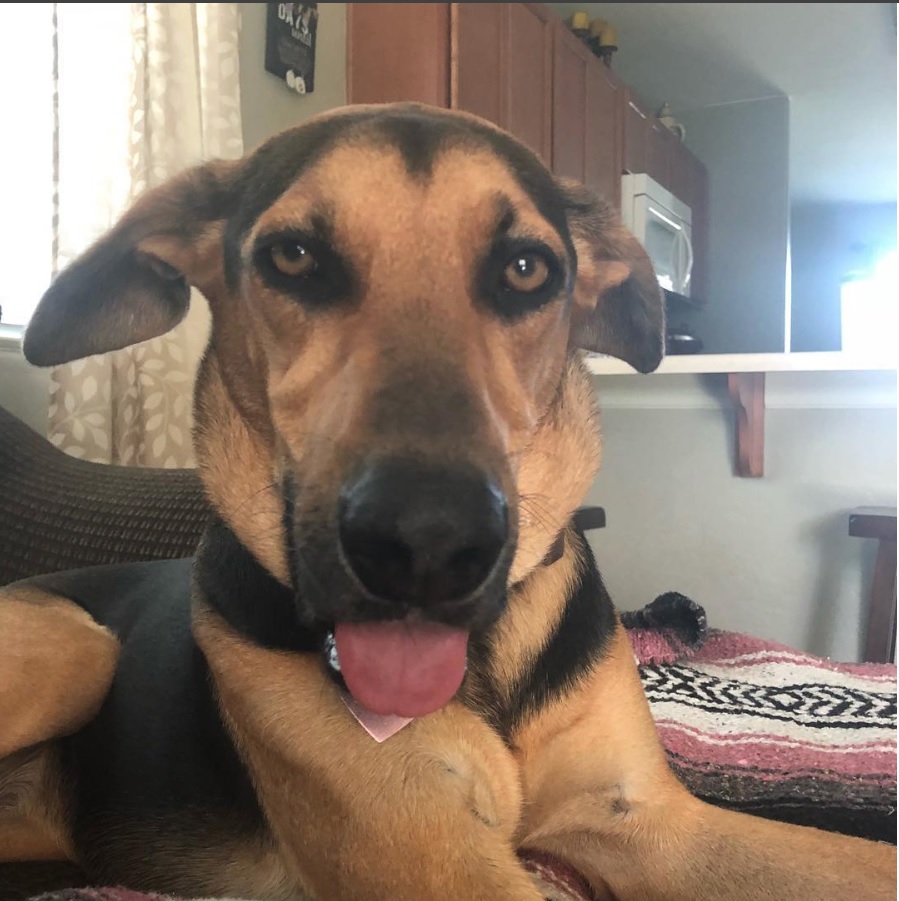 A German Sheprador lying on the couch with its tongue out