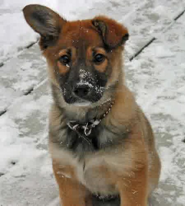 A German Sheprador puppy sitting in snow with its one ear up