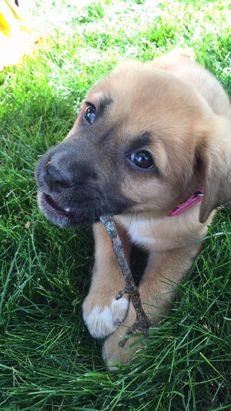 A German Shepherd lab puppy lying on the grass while biting a stick