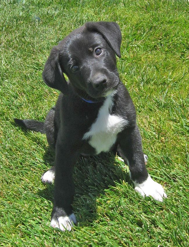 German Sheprador puppy sitting on the green grass