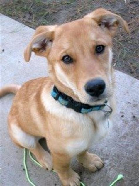 A yellow German Sheprador sitting on the pavement pathway