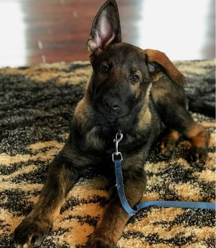 A German Pit puppy lying on the carpet with its one ear up