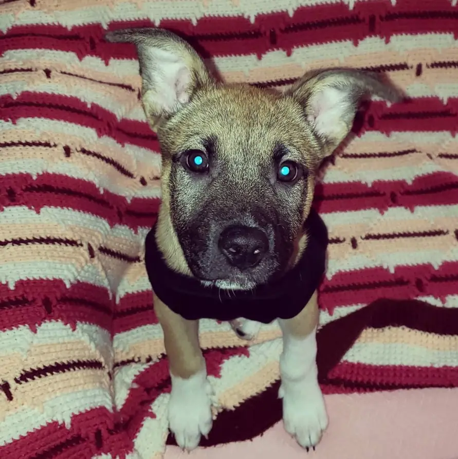 A German Pit puppy sitting on the bed with its adorable face