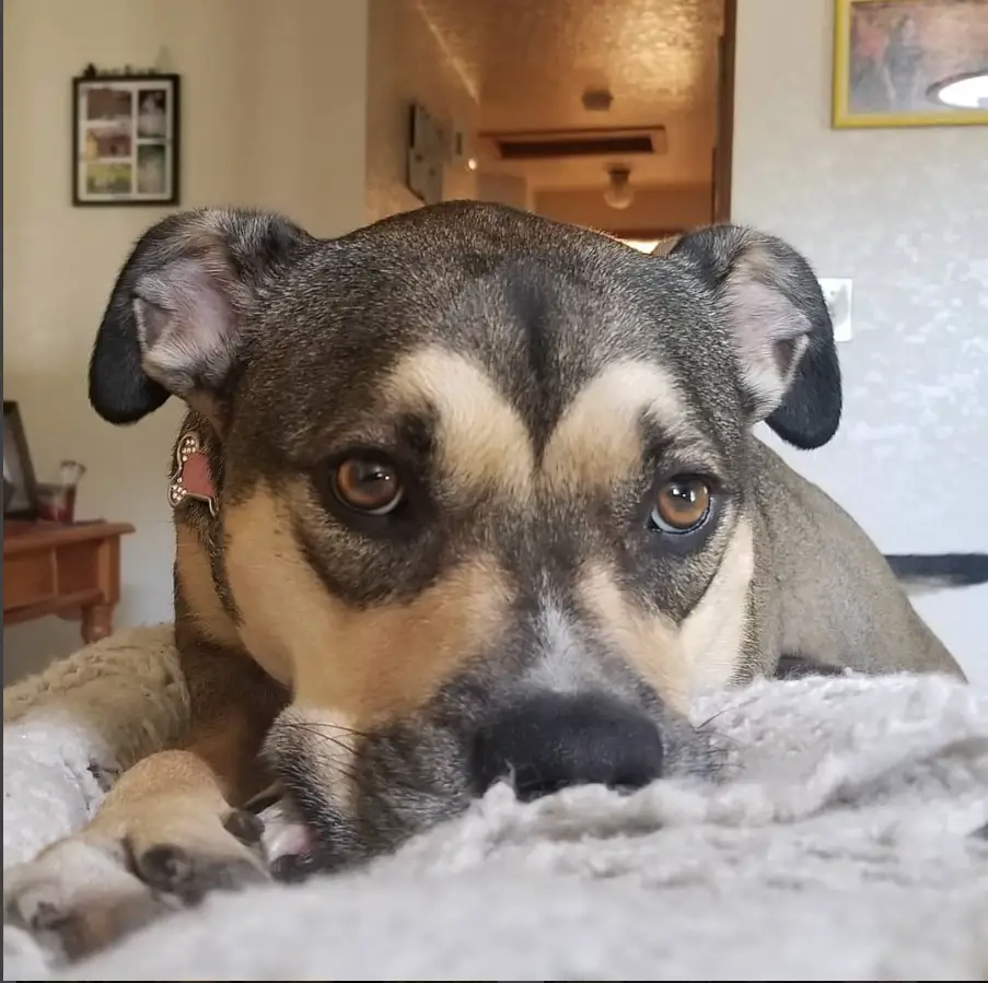 A German Pit dog lying on the bed with its sad face