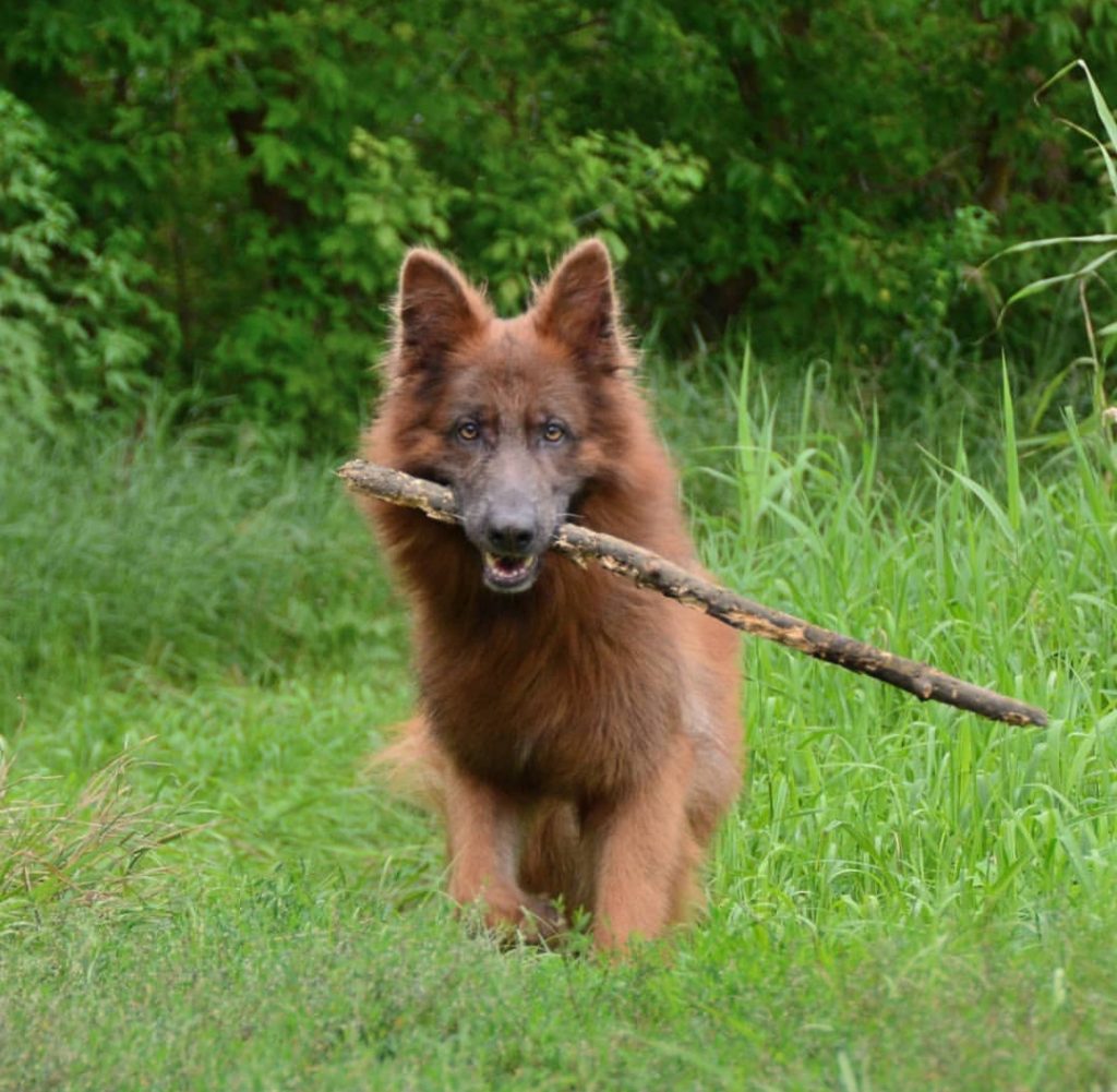 brown German Shepherd dog lying on the green grass with a stick in its mouth